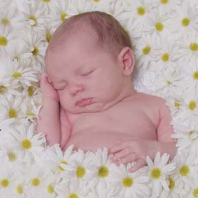 Babies GB Pics - Gästebuch Bilder - baby_in_blumen_gebettet.jpg Babies GB Pics - Gästebuch Bilder - baby_in_blumen_gebettet.jpg
