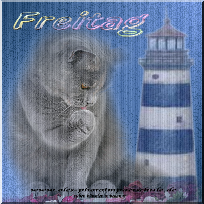 Freitag GB Pics - Gstebuch Bilder - Freitag-Katze.png