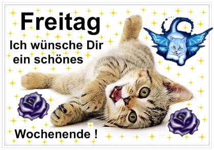 Freitag GB Pics - Gstebuch Bilder - katze-kaetzchen.jpg