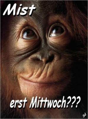 Mittwoch GB Pics - Gstebuch Bilder - mist-erst-mi-affe.jpg