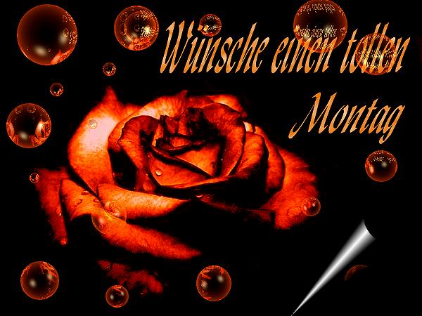 Montag GB Pics - Gstebuch Bilder - tollen-montag-rote-rose.jpg