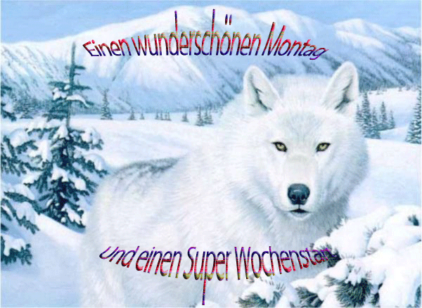 Montag GB Pics - Gstebuch Bilder - weisser-wolf-alaska.gif