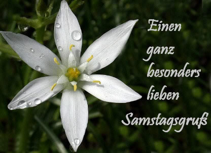 Samstag GB Pics - Gstebuch Bilder - blumen-zum-sa.jpg