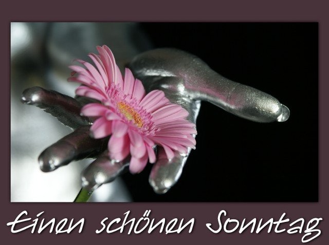 Sonntag GB Pics - Gstebuch Bilder - blume-sonnatg.jpg