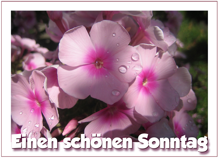 Sonntag GB Pics - Gästebuch Bilder - blumen-rosa.jpg Sonntag GB Pics - Gästebuch Bilder - blumen-rosa.jpg
