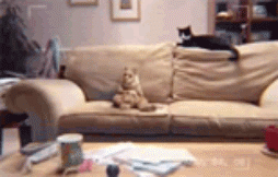 lustige Clips GB Pics - Gästebuch Bilder - geile-katze.gif lustige Clips GB Pics - Gästebuch Bilder - geile-katze.gif